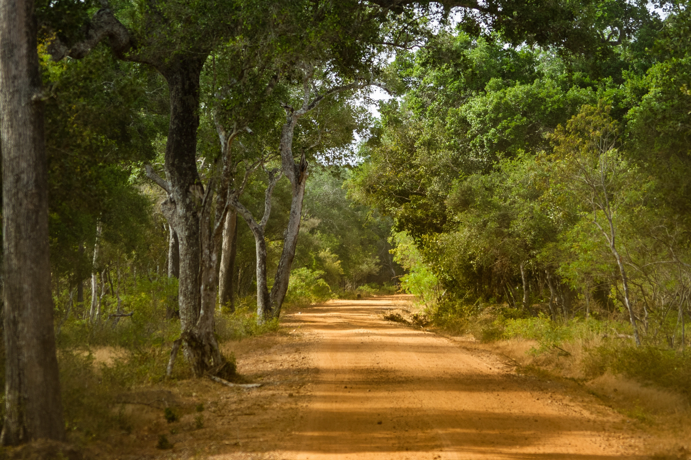 Wilpattu_National_Park[1].webp